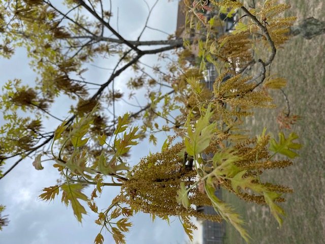 Pollen Pollen