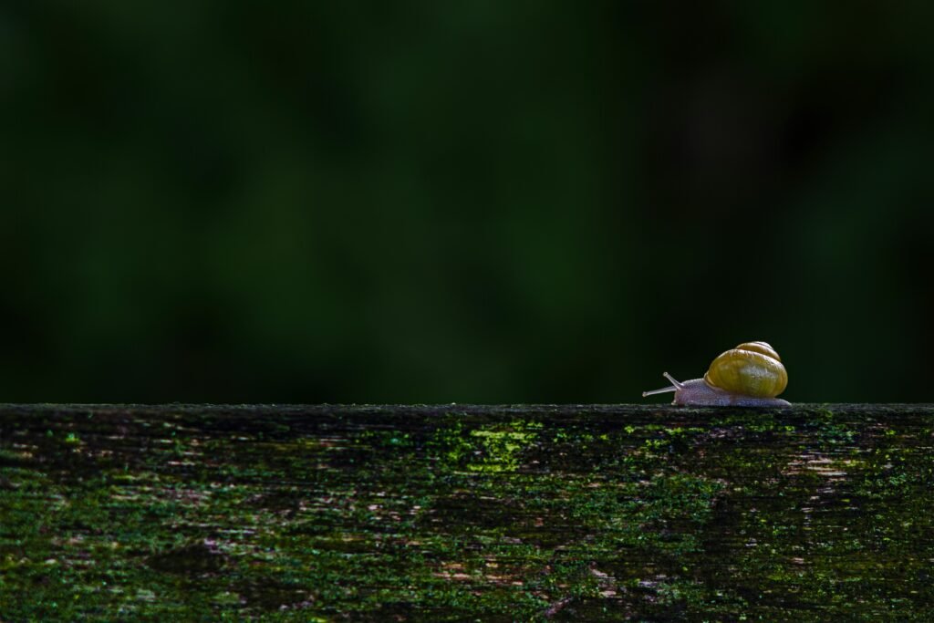 lucas-van-oort-R8O7xQmQSMw-unsplash lucas-van-oort-R8O7xQmQSMw-unsplash